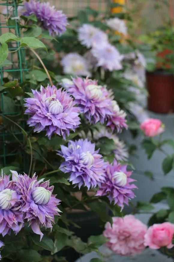 3种极品爬墙花30天爬满庭院,多季开花的爬墙花卉哪些最好养