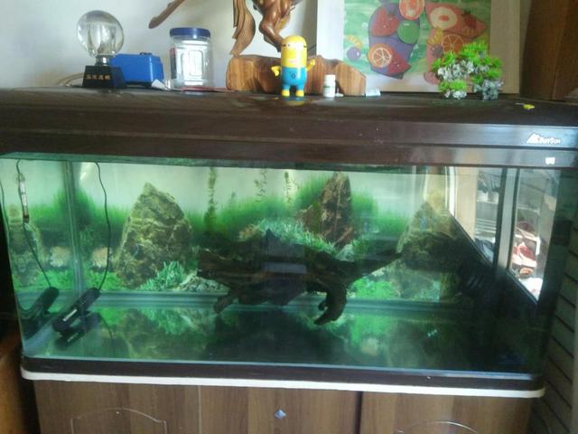 开缸养水三天了水依然浑浊怎么办,鳖缸水质混浊是什么原因