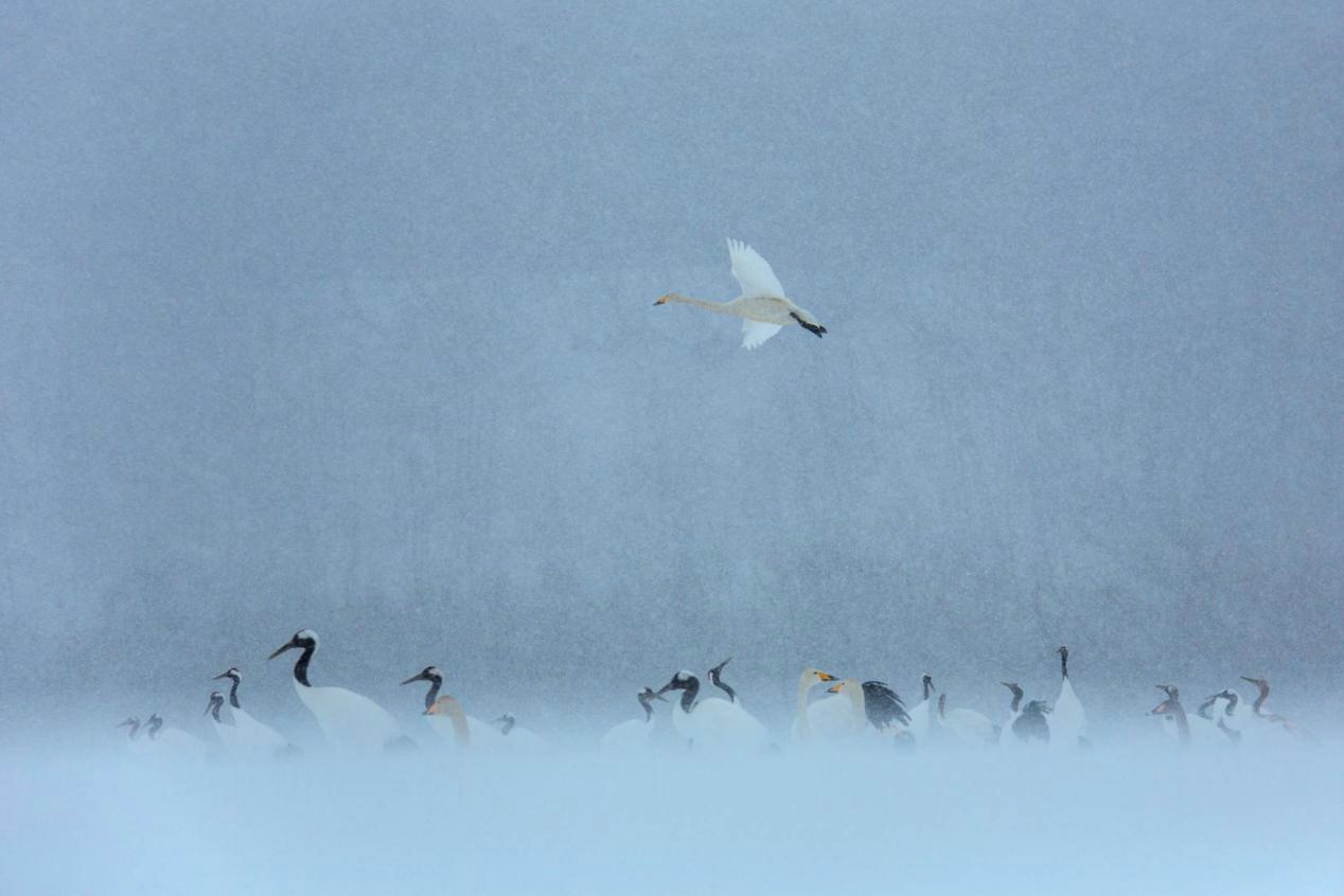 生态摄影师相机,生态摄影著名摄影家