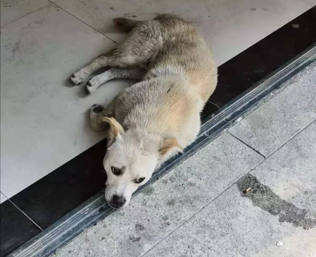 瞧这个狗搞笑视频,你瞧这条狗原版视频