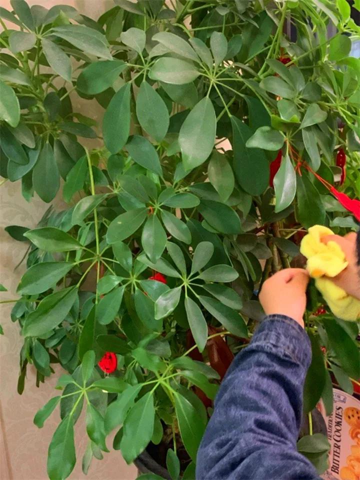 花卉叶子喷什么水好,什么溶液喷花卉叶子最好