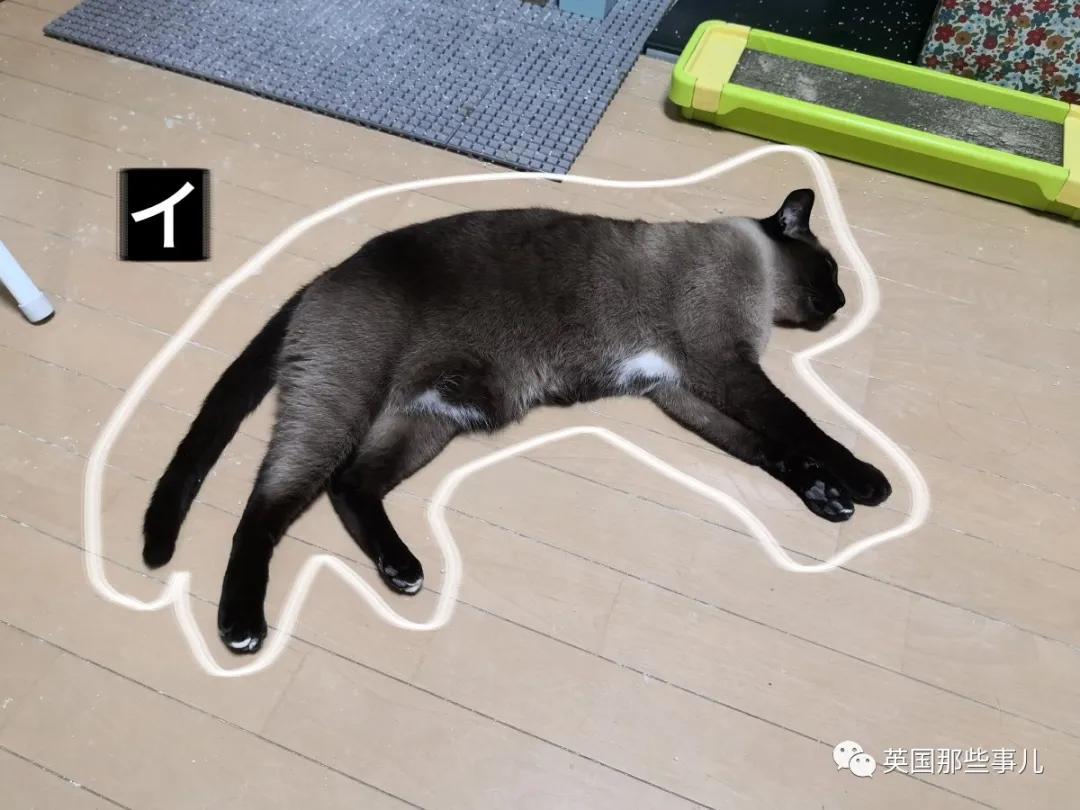 养暹罗猫会得什么病吗,养暹罗猫就像开盲盒