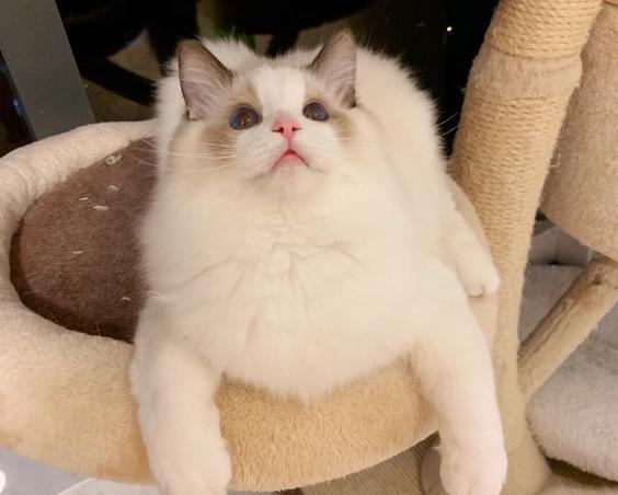 为什么布偶猫价格差这么多,什么原因导致布偶猫价格如此高