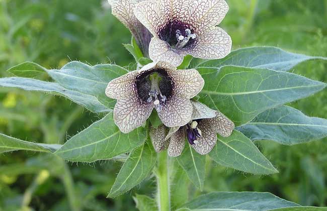 目前比较名贵的中药材有哪些,常见的中药材图片及功效