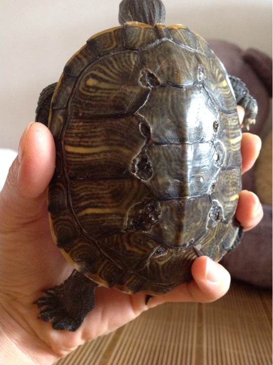 老龟受伤上岸求助?广西钓鱼人西江边碰到罕见大龟,龟背有大伤口