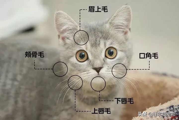 捡到猫咪胡须会有好运,捡到猫的胡须寓意
