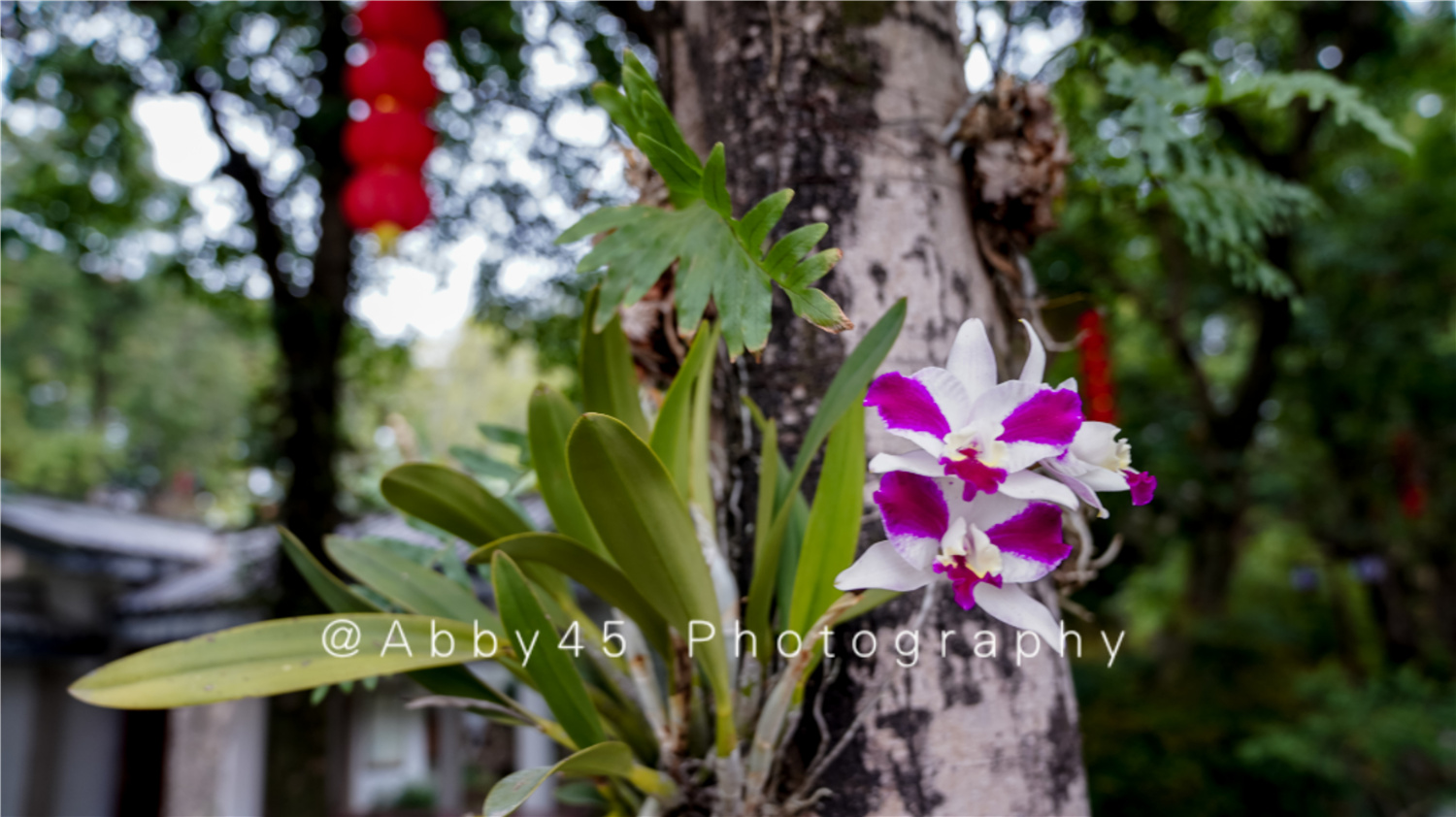 国内十大兰圃之一在福州，莫负好*光春**，免费尽享兰花的春之盛宴