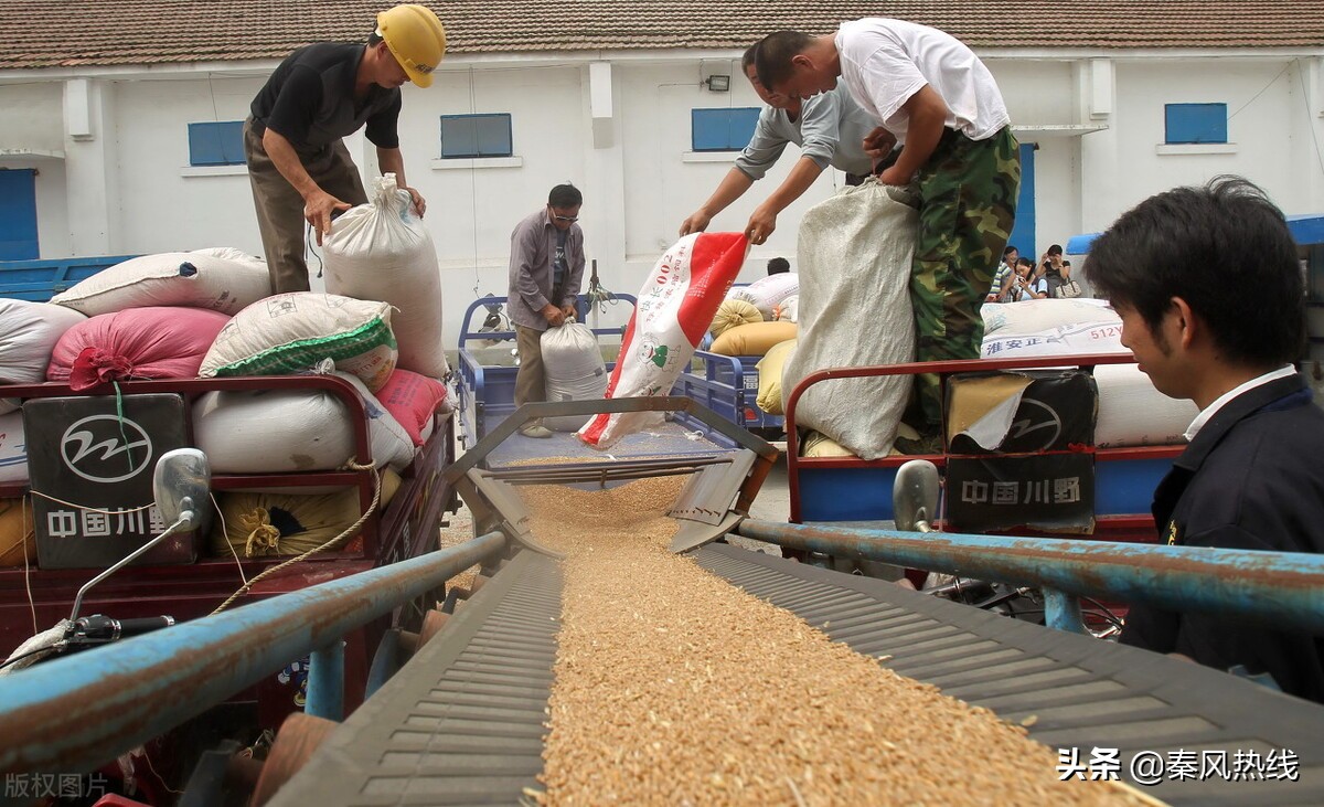夏粮收购为今年粮食稳产保收,夏粮收购总量保持高水平