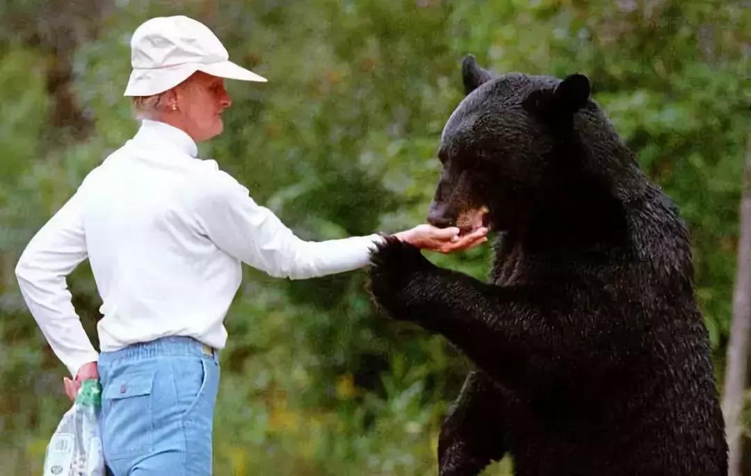 与熊同居28年后神秘死亡，这个女人传奇的一生，隐藏着惊人结局……