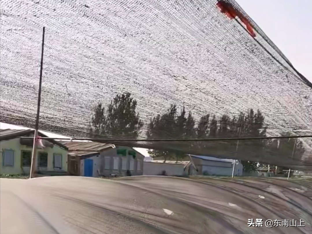 如何防止生姜烧苗,生姜种植生长期防虫最好的方法