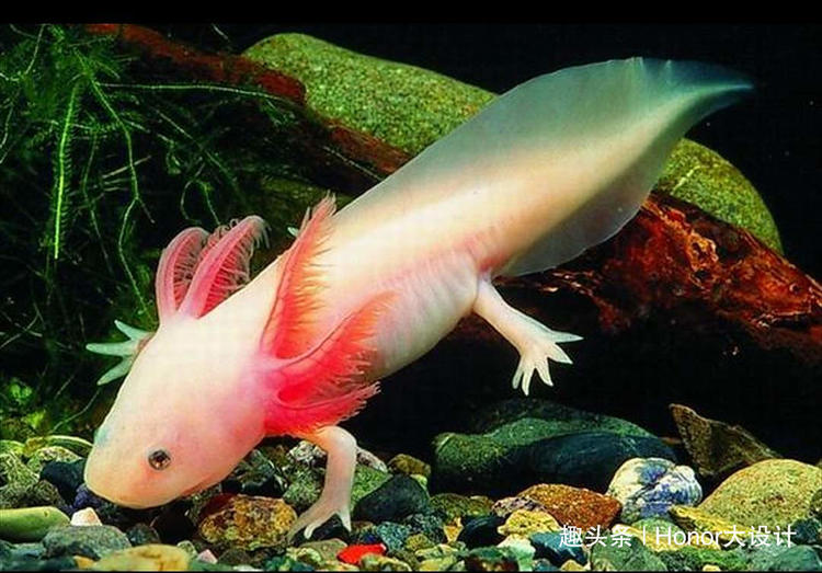 世界上最呆萌的六角恐龙,世界上最胖的六角恐龙