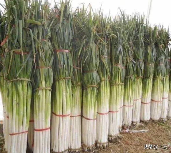 山东省到底有多强大,山东对中国的贡献有多大