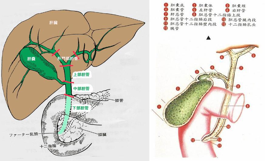 胆道系统解剖生理讲课视频,超声胆道系统的解剖生理