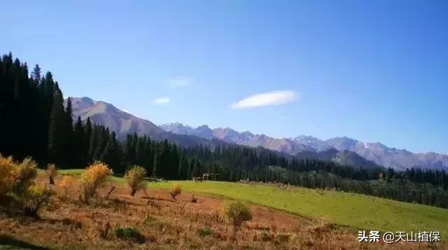伊犁可克达拉草原,伊犁草原之旅
