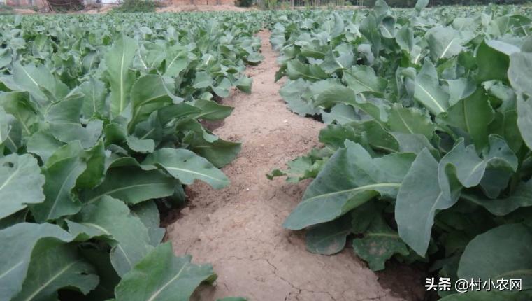 农村创业种植什么药材最好,农村创业做什么项目最好赚钱