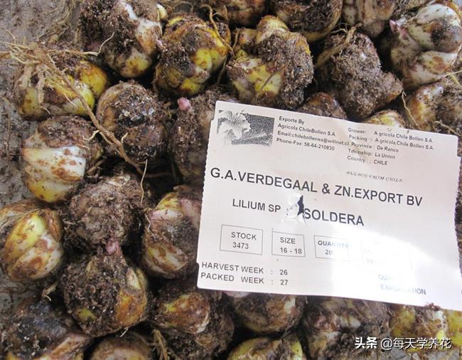 百合虫害的防治方法,百合病虫防治和管理