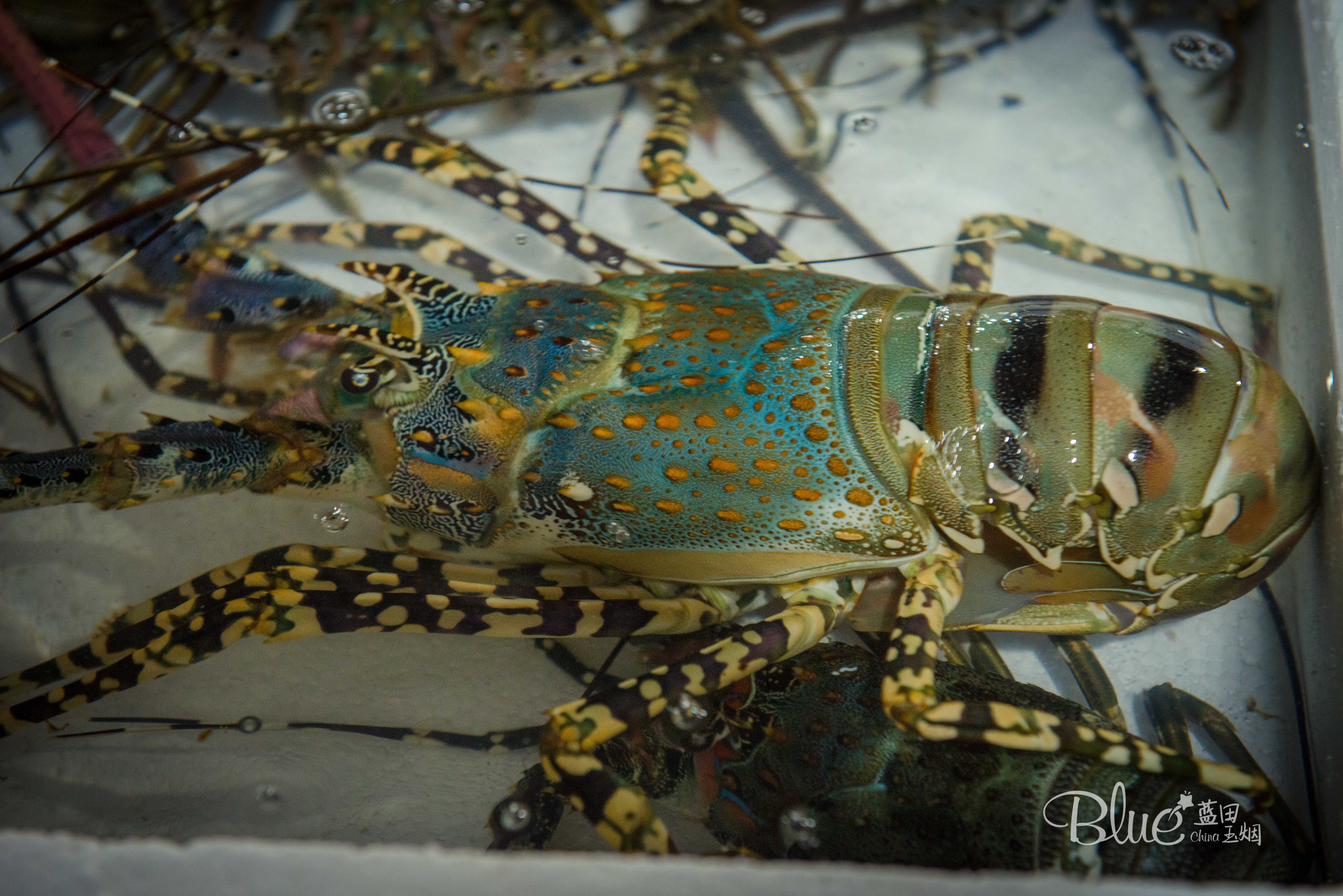 海口海鲜市场哪里比较好,海口板桥海鲜市场海鲜新鲜吗