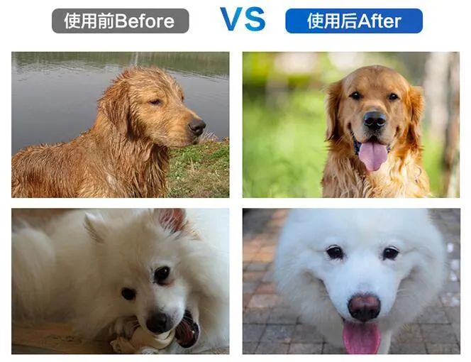 宠物会得肝炎吗,宠物会得新冠肺炎吗