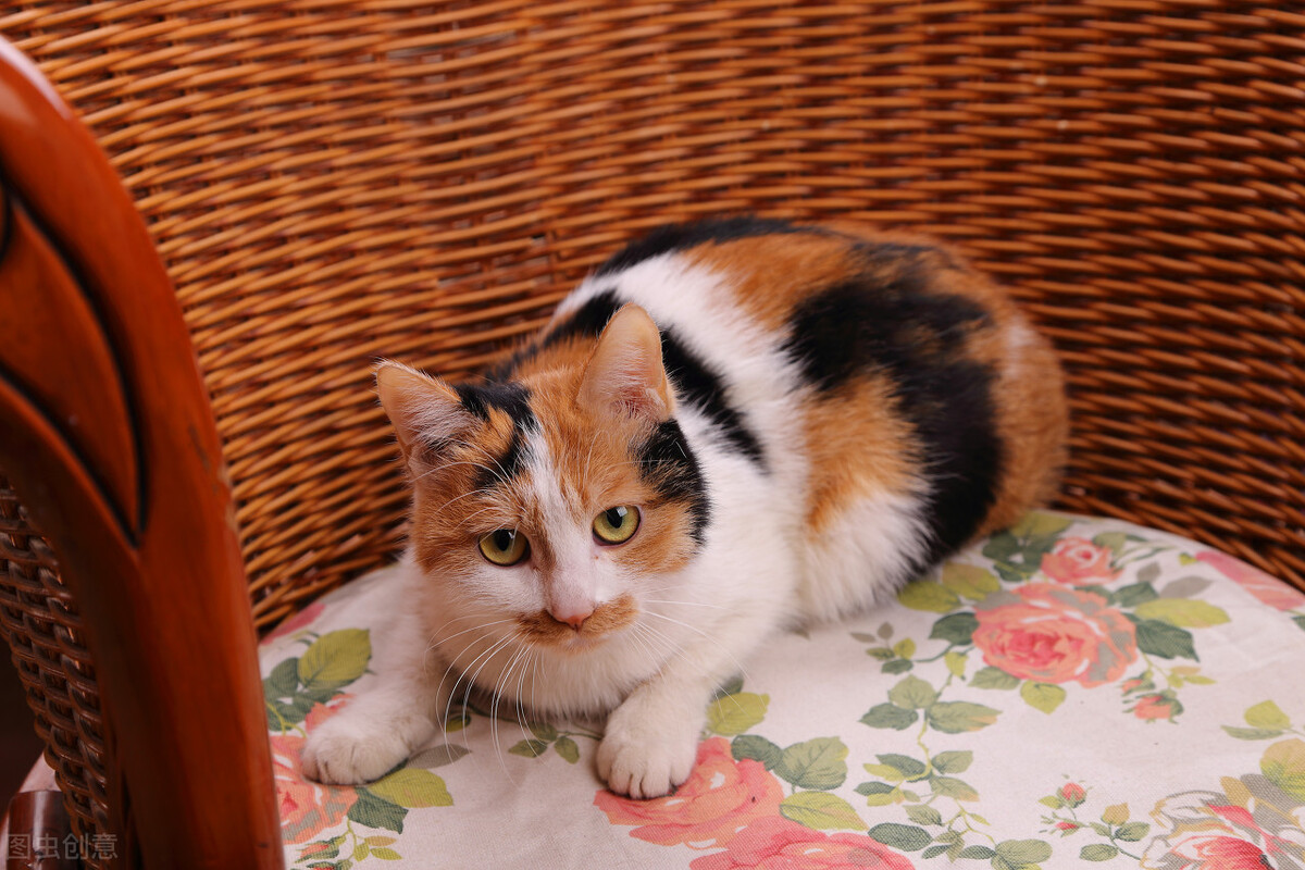 中华田园猫的品种介绍和图片大全,中华田园猫跟宠物猫哪个更聪明