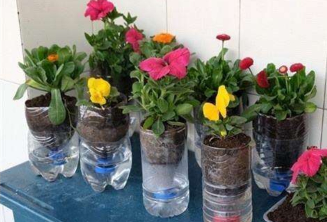 塑料瓶养花种菜,阳台用瓶子养花种菜