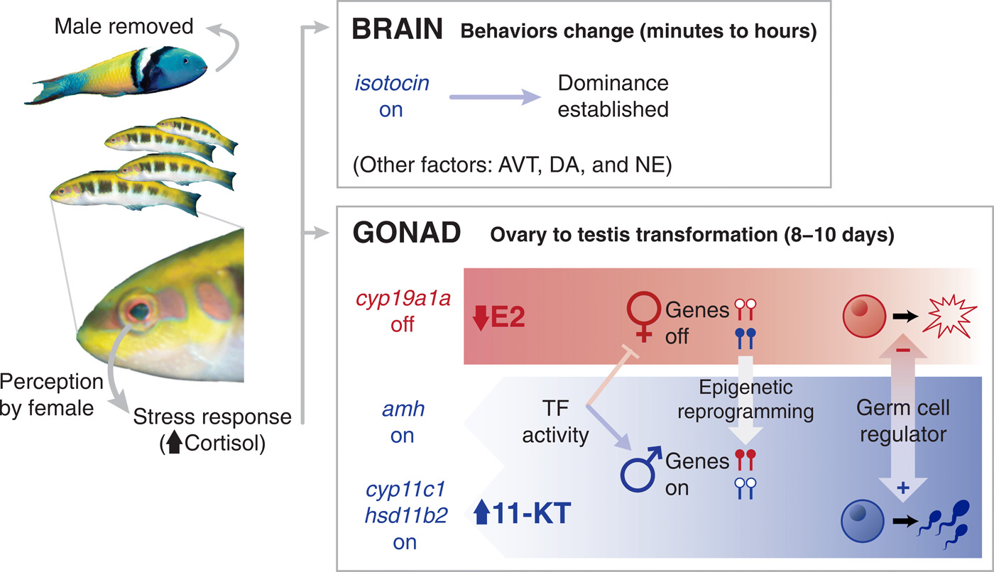 不用去泰国自己能变性？科学家发现神奇物种，21天之内由女变男