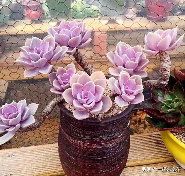 紫乐把叶子全部摘掉会爆头吗,紫乐砍头枝干还会爆头吗