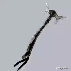 中国斗鱼生虱怎么治疗,锚头蚤寄生虫怎样治疗