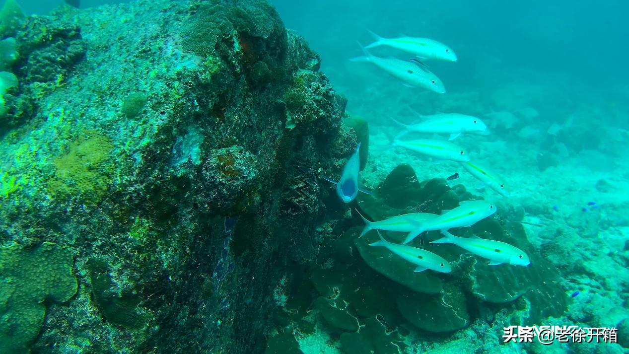 潜行多睿深度评测,老徐开箱读心术