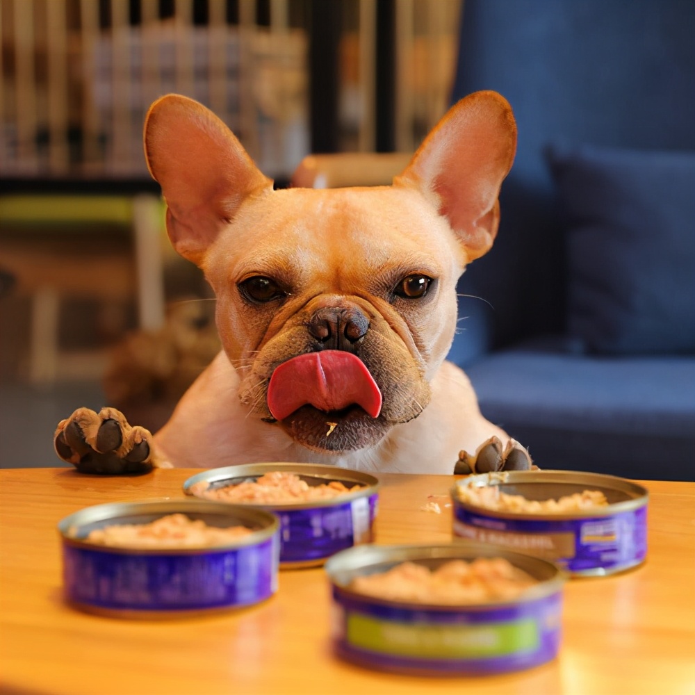 教狗秘籍,技巧训狗