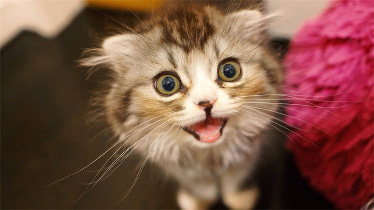 怎么清理猫咪毛上的驱虫药,大扫除怎么清除猫毛