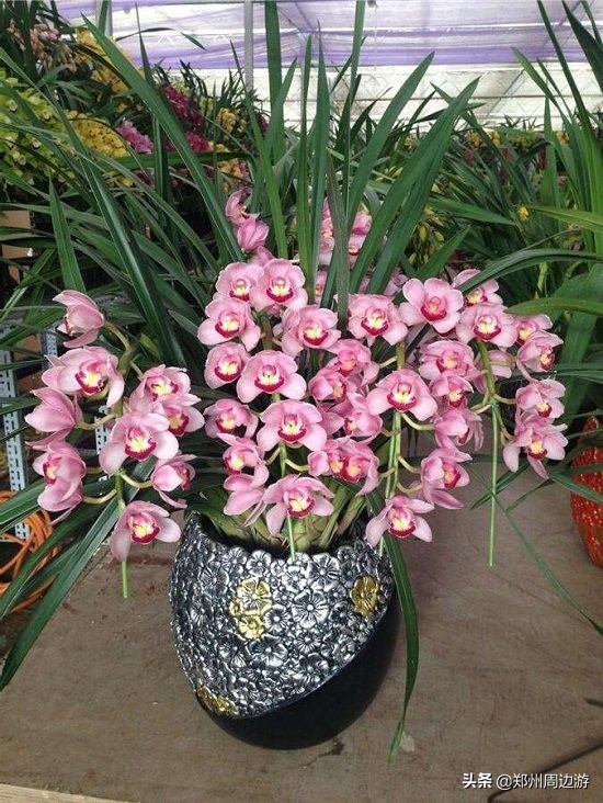 十种最旺客厅的花冬季,春节喜庆花卉有哪些