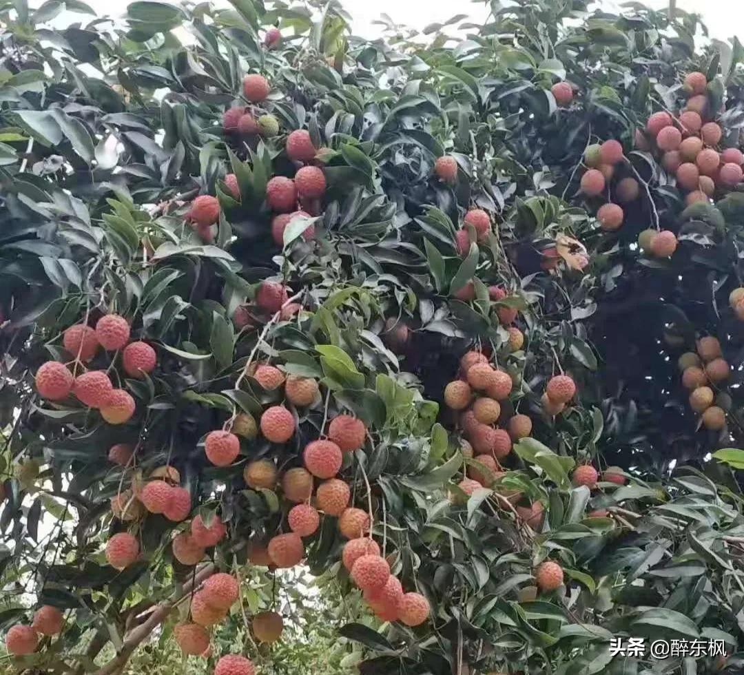 杜牧有诗为证，杨贵妃爱吃荔枝，成就了一荔枝品牌“妃子笑”