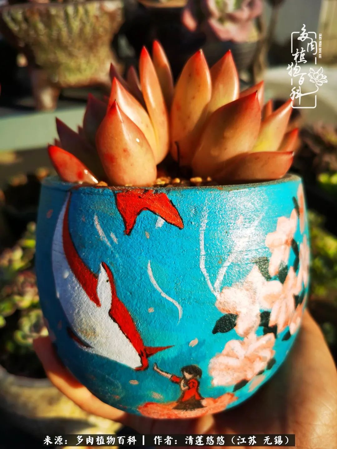 可爱多肉的露脸照,多肉大合照视频