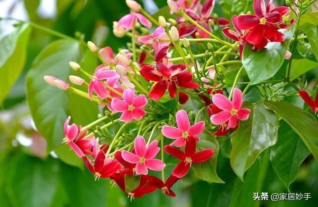 家庭养花自制肥料最简单,家庭养花自制花肥技巧