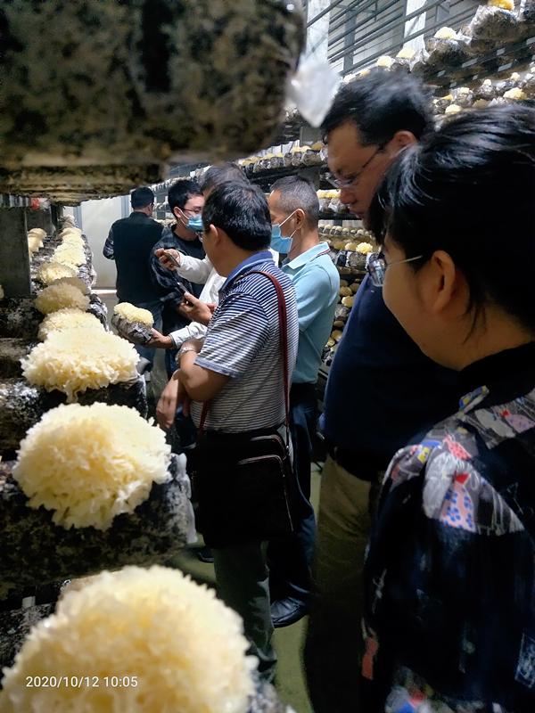 银耳家族再添新成员——“绣银1号”