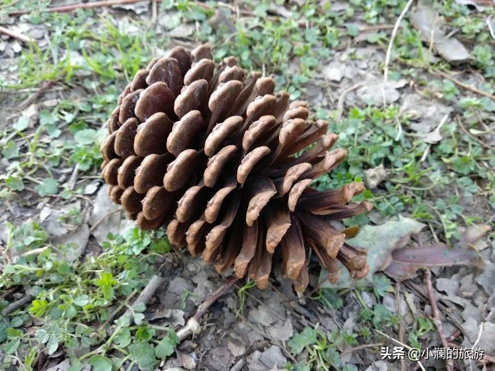 最大的上海森林公园,在上海郊区一座低调的森林公园