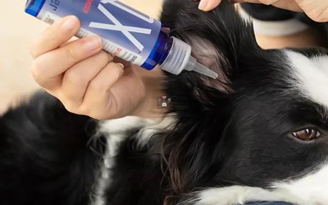 又一只狗被棉签掏聋:主人处理的方法,比耳螨更可怕