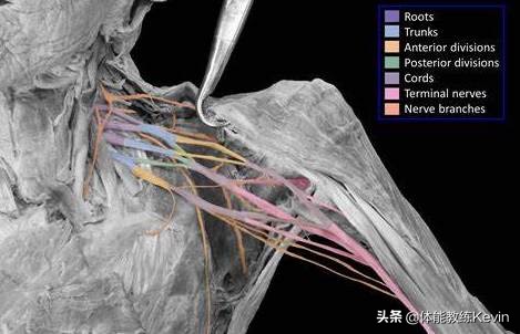 颈椎富贵包的危害有哪些,富贵包的危害及锻炼方法