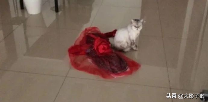 昨晚，我家猫叼来了一件蕾丝内衣…