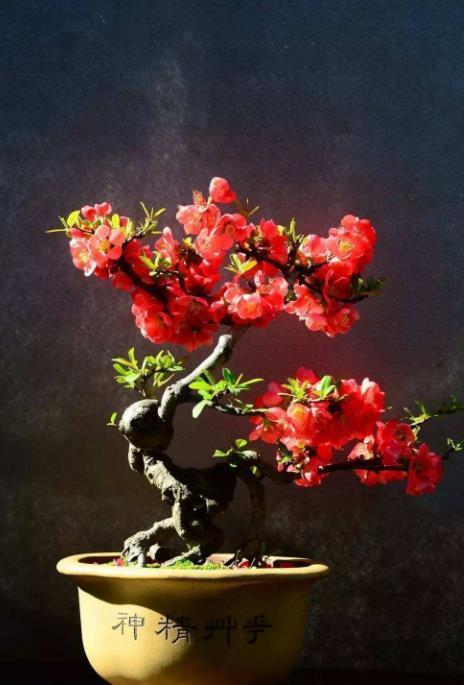 楼房客厅适合养的盆景,书房最好看的盆景