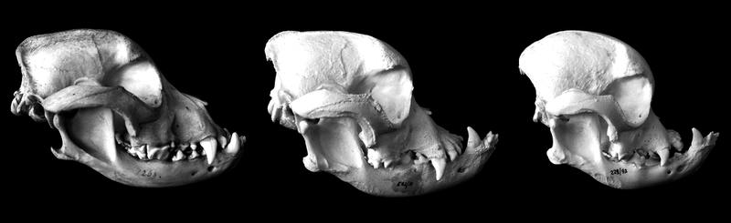 哈巴狗是什么品种的狗,哈巴狗法国皇室