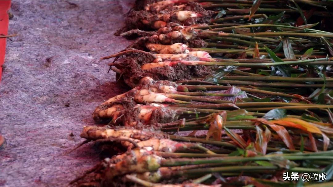 住商肥料“脲醛+”减肥增效中国行：大姜“吃”套餐