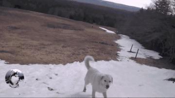 金毛自娱自乐嗨翻天,金毛社交行为