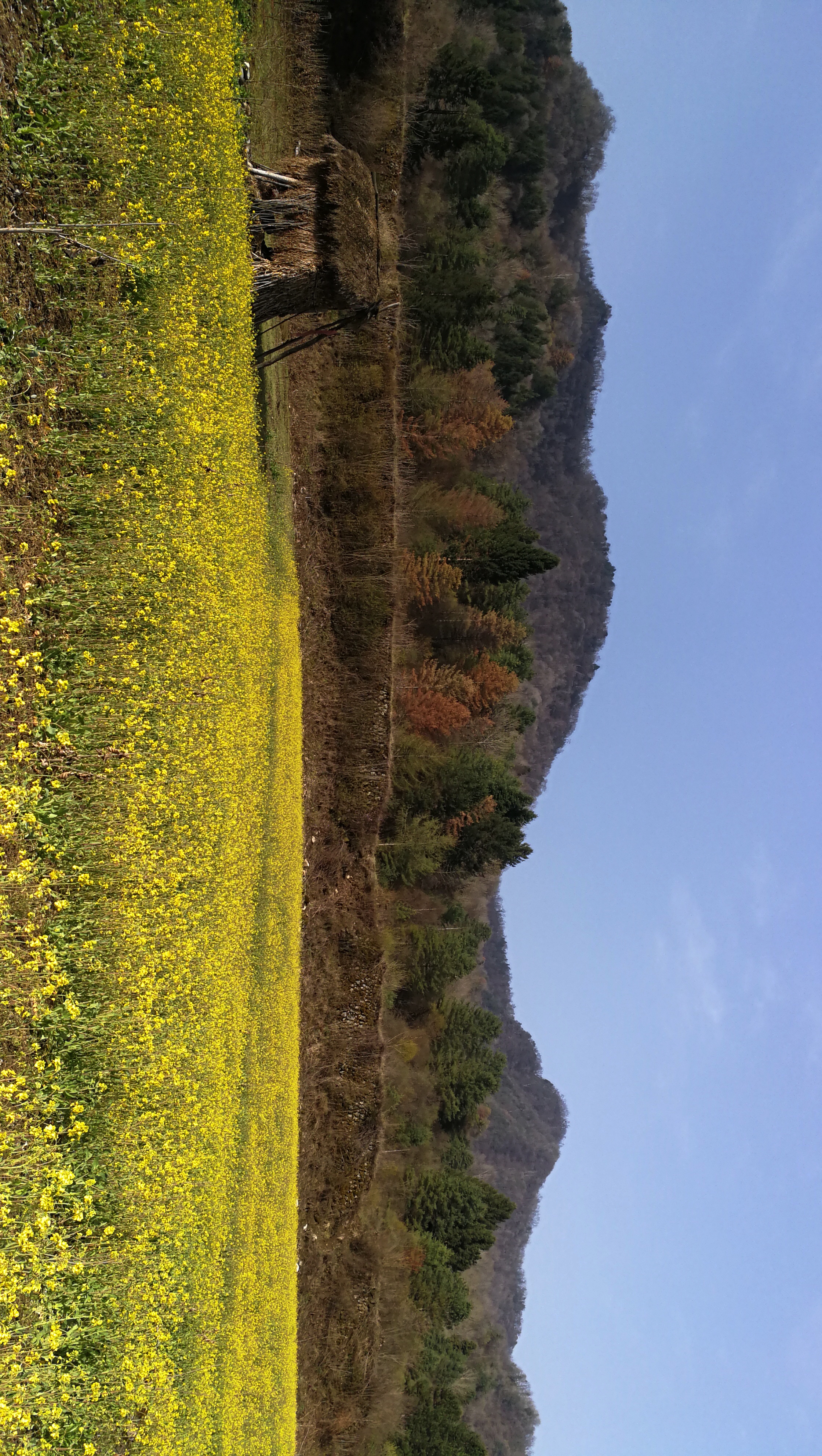 西安周至踏青赏花的路线攻略,周至老县城旅游攻略