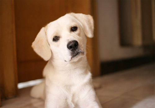 拉布拉多狗粮推荐排行榜第一名,拉布拉多专用狗粮哪个牌子的好吃