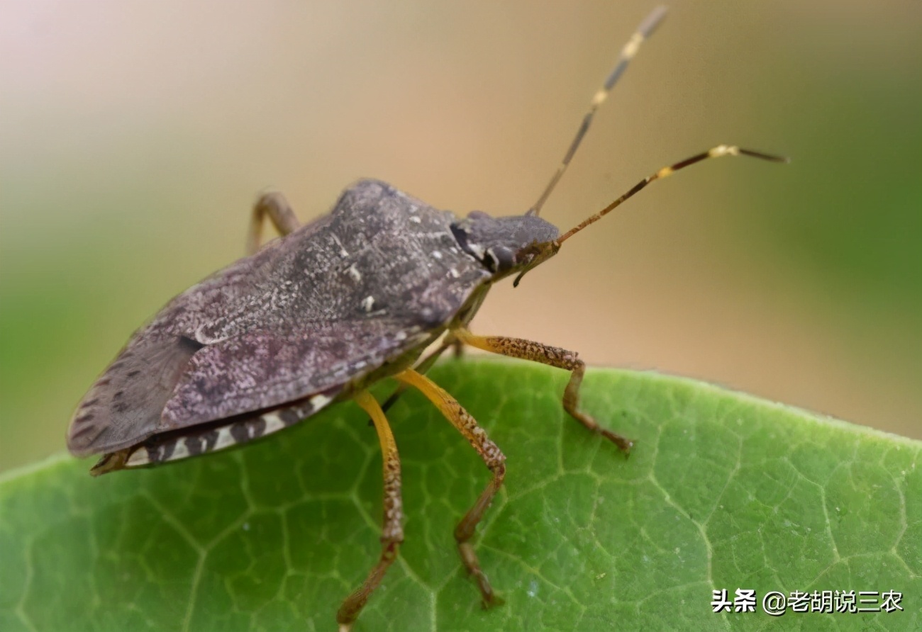 农村里说的臭屁虫是什么,农村臭板虫特别多是什么原因