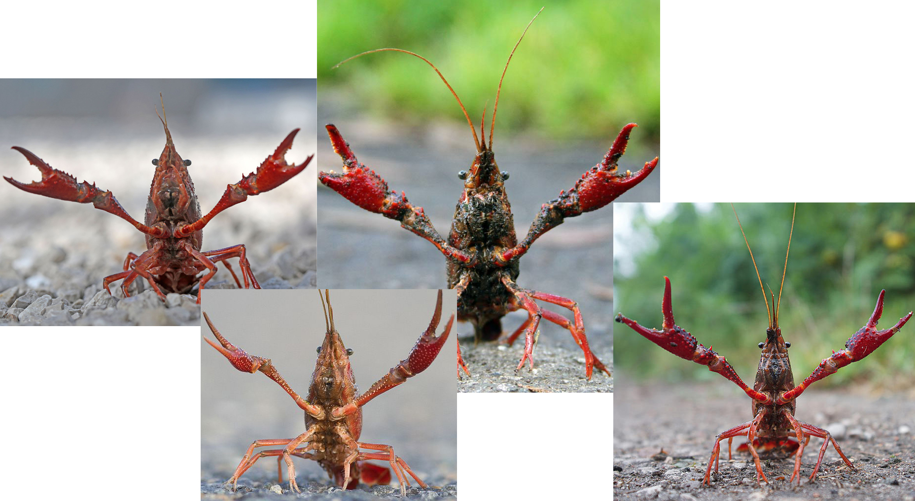 食物扫盲认识小龙虾,餐桌上的动物以及分类