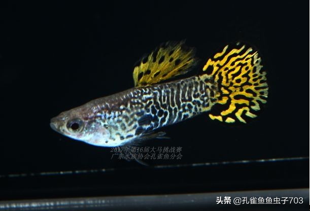 孔雀鱼100条,孔雀鱼20缸10条鱼