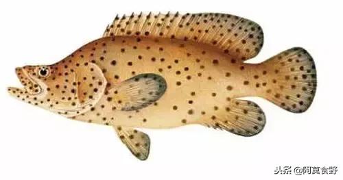 便宜常见海鲜鱼有哪些,各种名贵鱼的种类