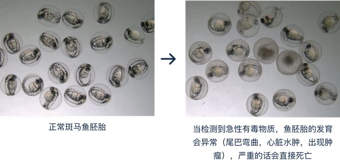36种唇膏检测,各种品牌口红测评含毒